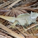 iguana_rock_lwc_provo_h_0092_tci0092.jpg